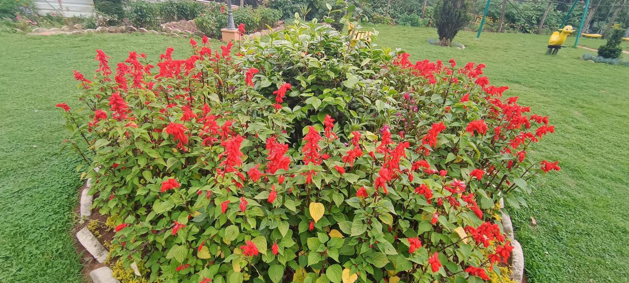 Yantra Resort By Spree Ooty Eksteriør billede